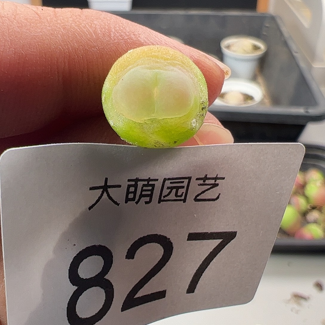 一物一拍。      827