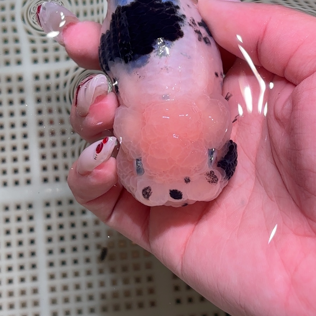 早***起金鱼拍包装包邮不拍包装运费到付