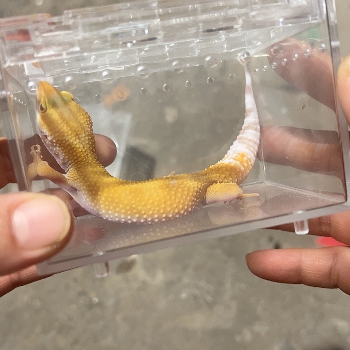 k***n豹纹守宫72小时加热包加压成