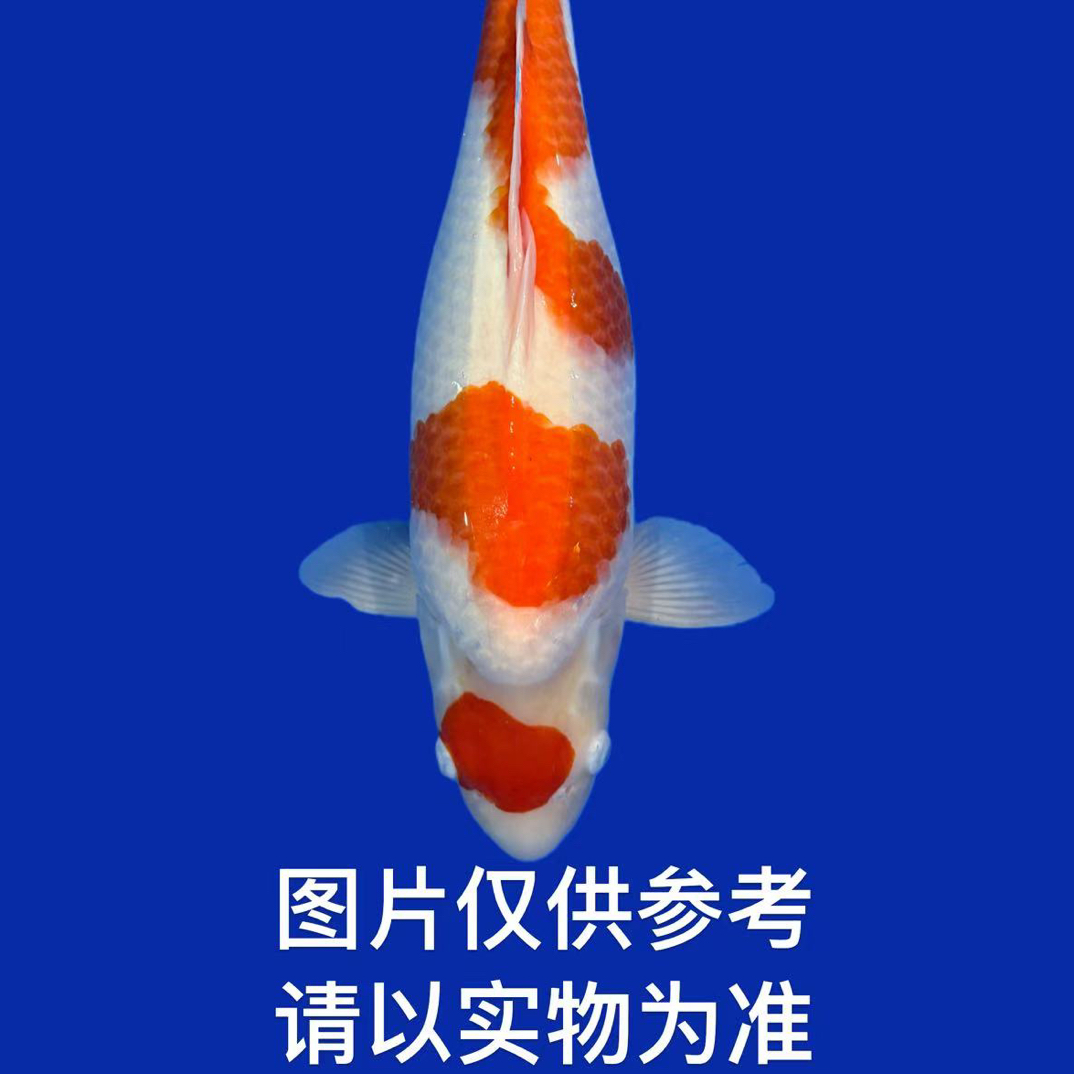 精品血统锦鲤花色好养耐活冷水观赏鱼