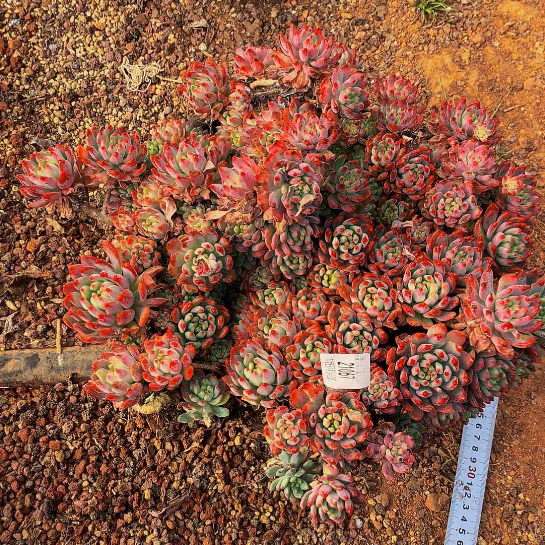 用***4     蓝苹果多肉21067