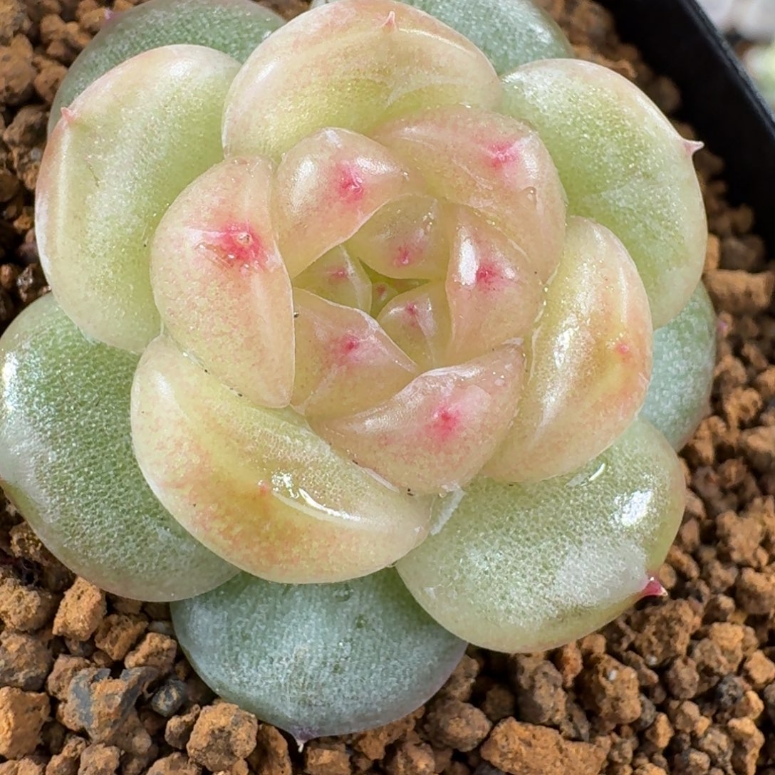 1220-20-6090单头一颗多肉