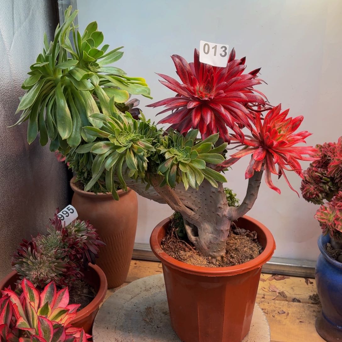 多肉法师缀化嫁接013