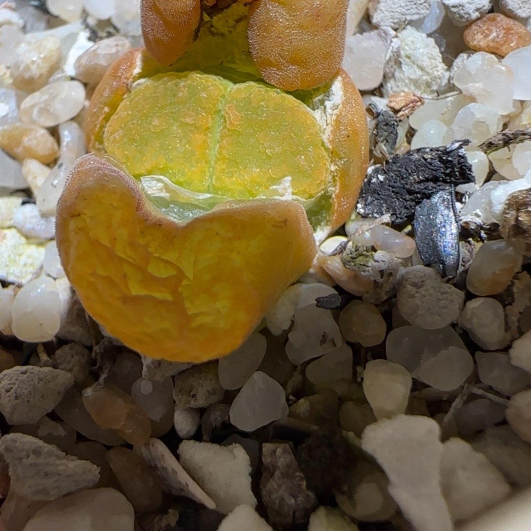 肉锥多肉植物百科-蛋糕850