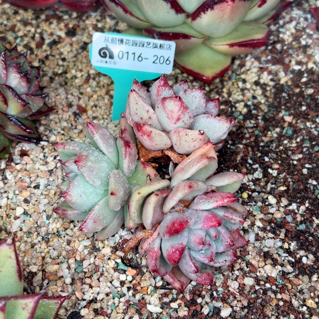 傻**名从前慢多肉精选编号0116.206