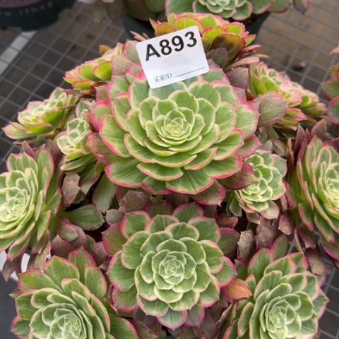 893莲花25厘米左右