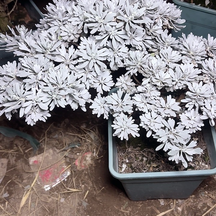 高***进无花朵带土球发货