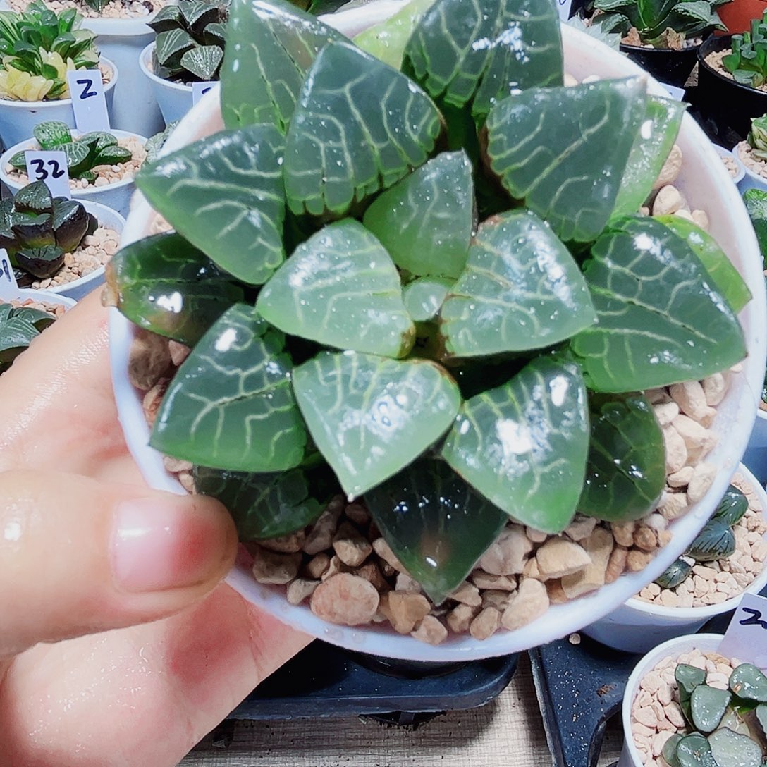 爱神克多肉植物6666