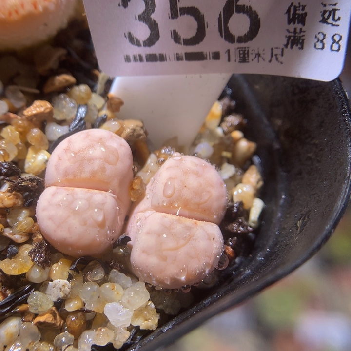 元宵节快乐212.356