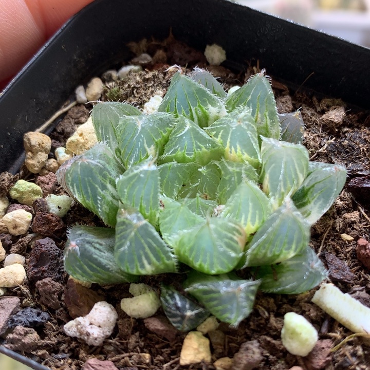 冰魄玉露锦带盆土发货