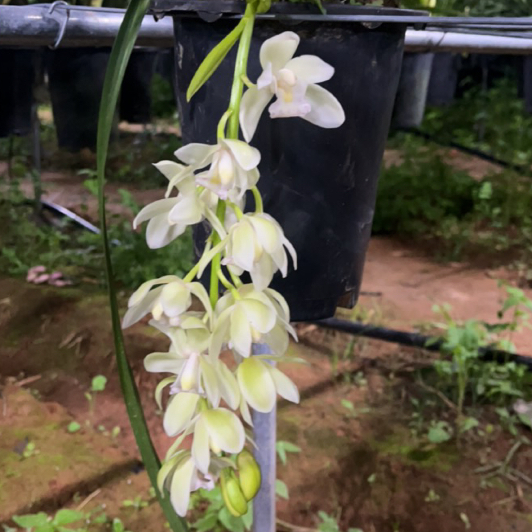 （苹果家）冰瀑 大花蕙兰 云南基地直发