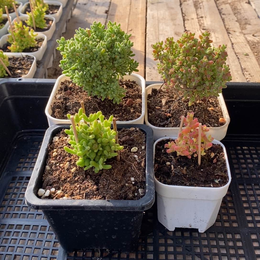 枝干番杏多肉植物129