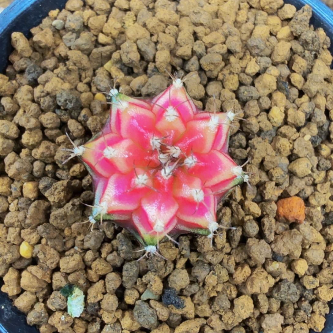 当前无花朵，栽培后可花朵