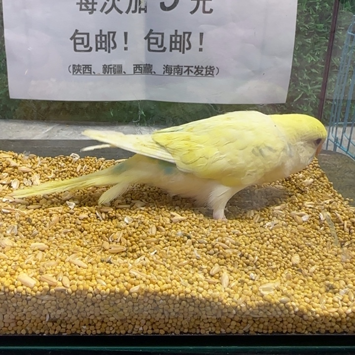 虎皮鹦鹉大头虎皮鹦鹉