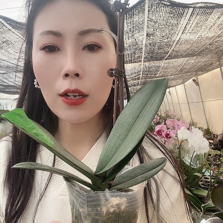 无花朵霞光蝴蝶兰