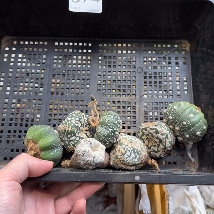 兜星球仙人球874号
