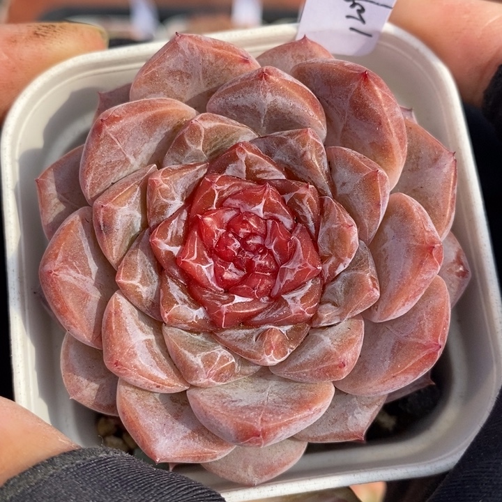 1209-542，糖心多肉