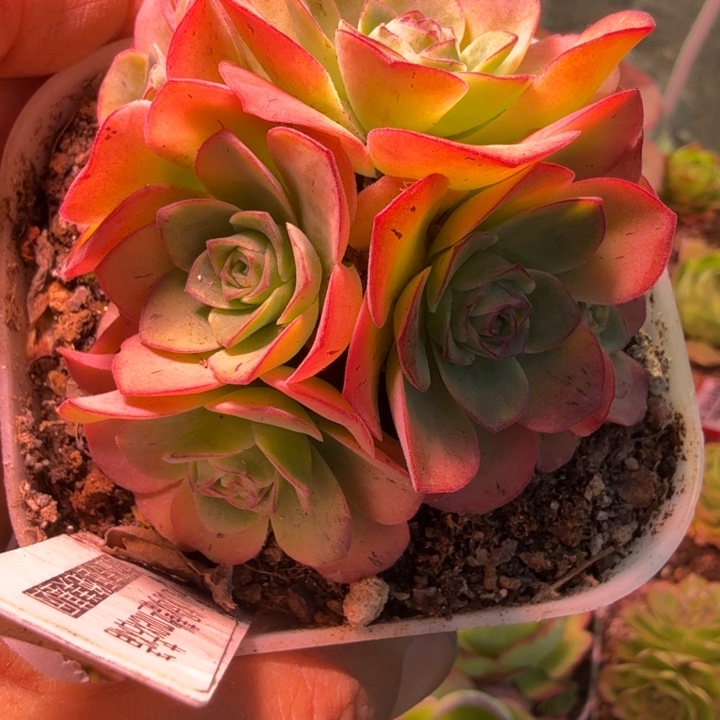 小***嘟HD613  彩虹x龙母x若初等