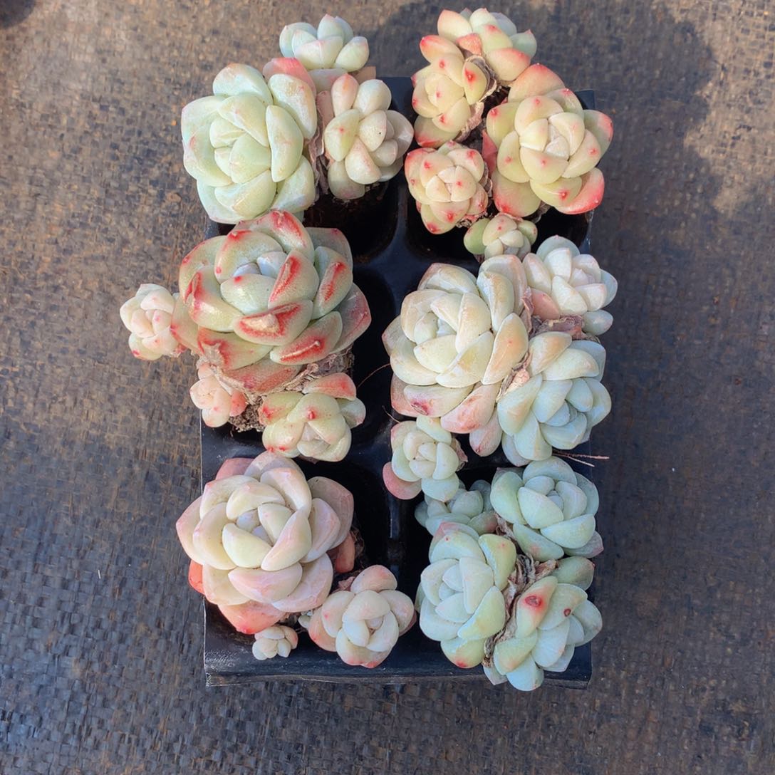 精控冰玉组合一物一拍