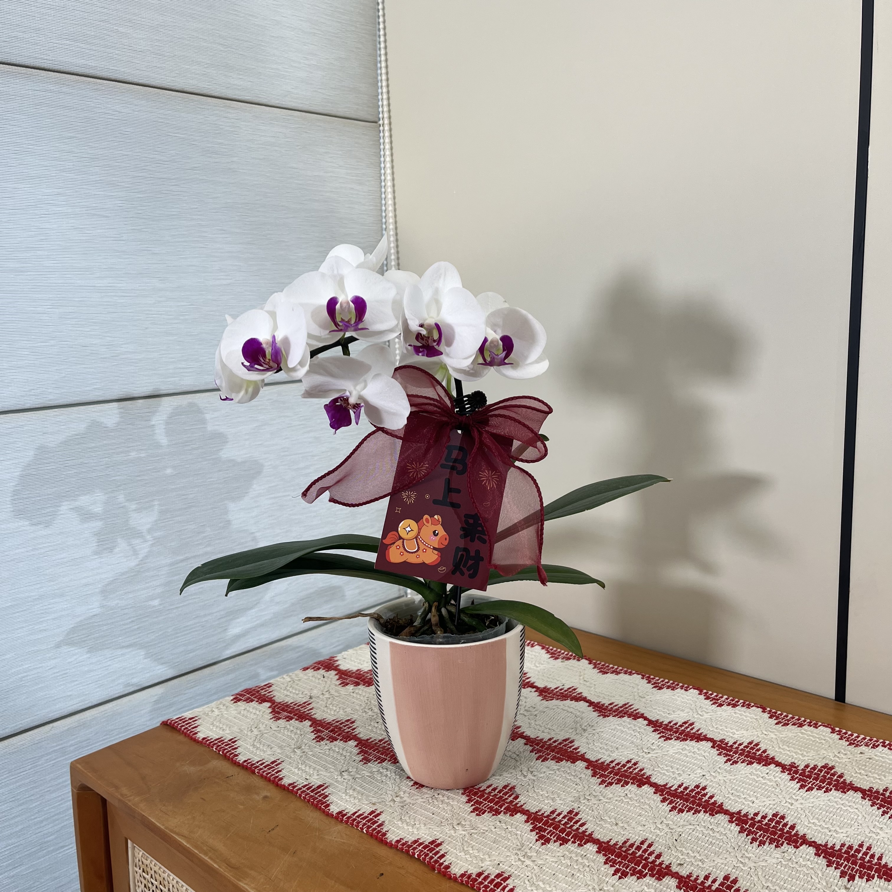 【雪玉】白色系高级感桌面款蝴蝶兰 植株高耐养懒人观花 