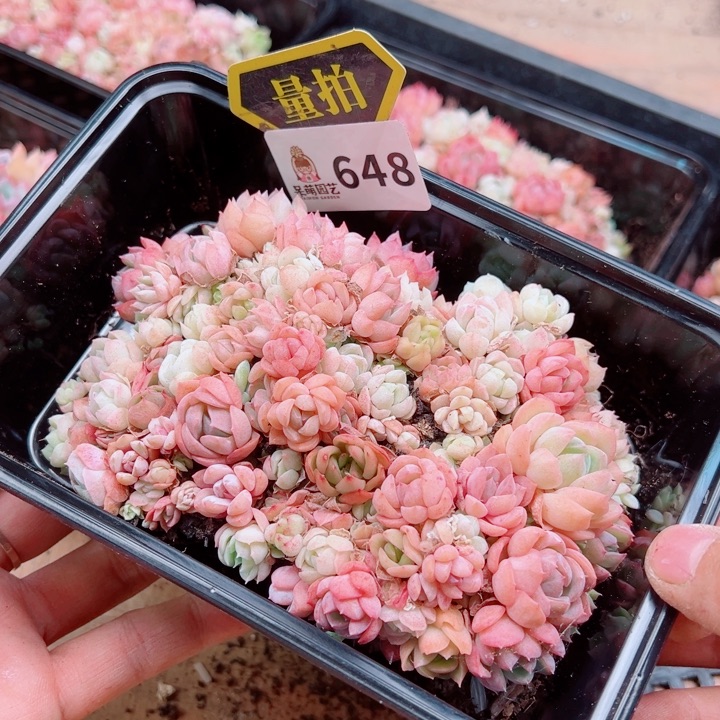 多肉植物多肉植物