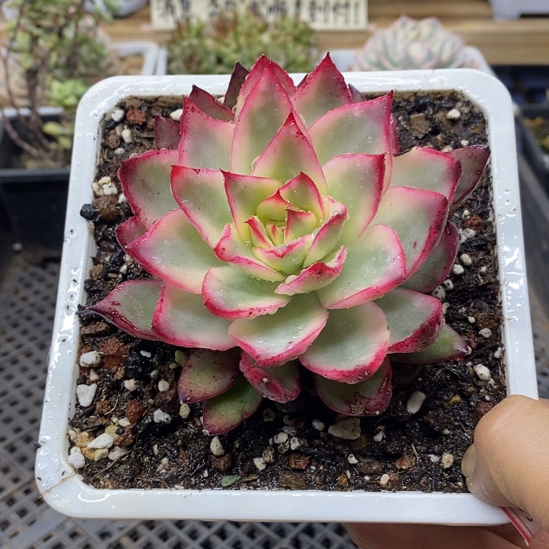 2445 宽叶吉赛尔覆轮锦 需延时发货