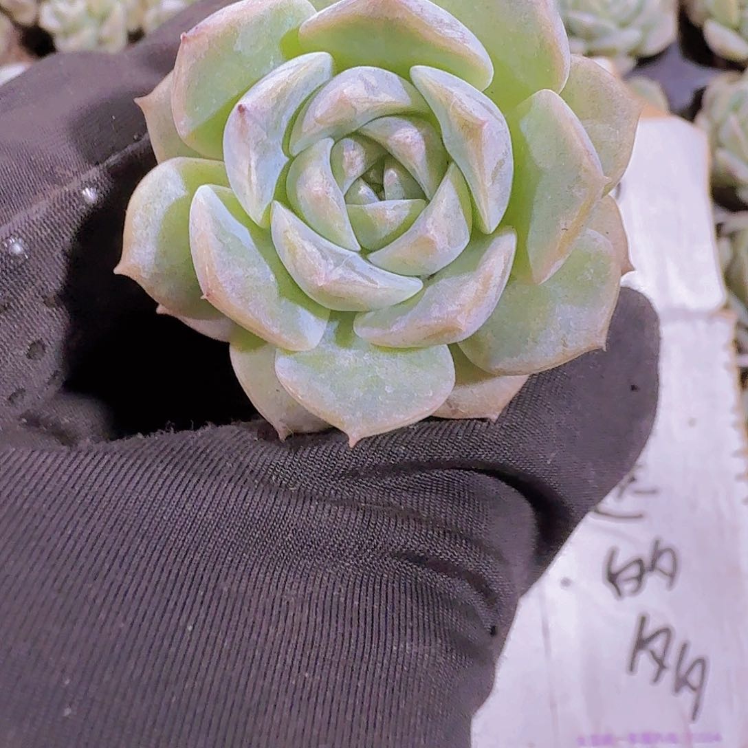 精品纯爱两颗一组