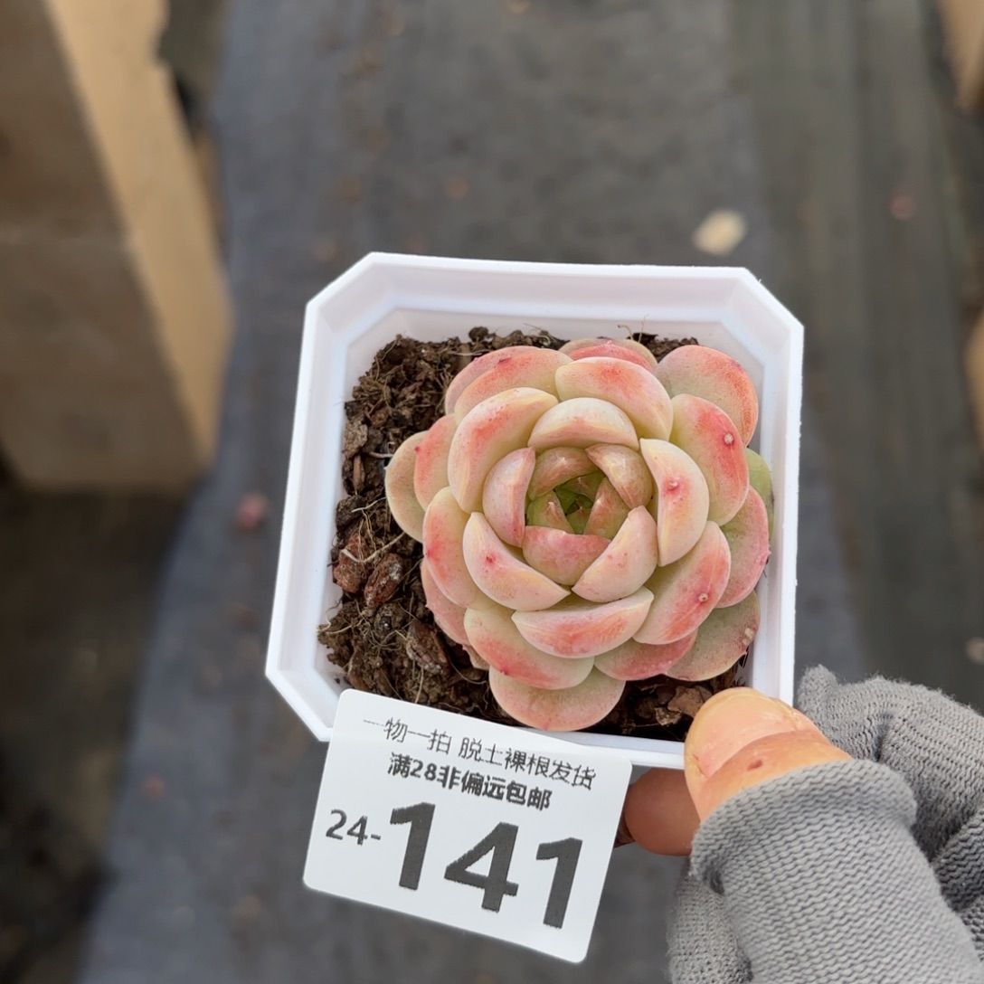 宝宝绿多肉多肉多肉