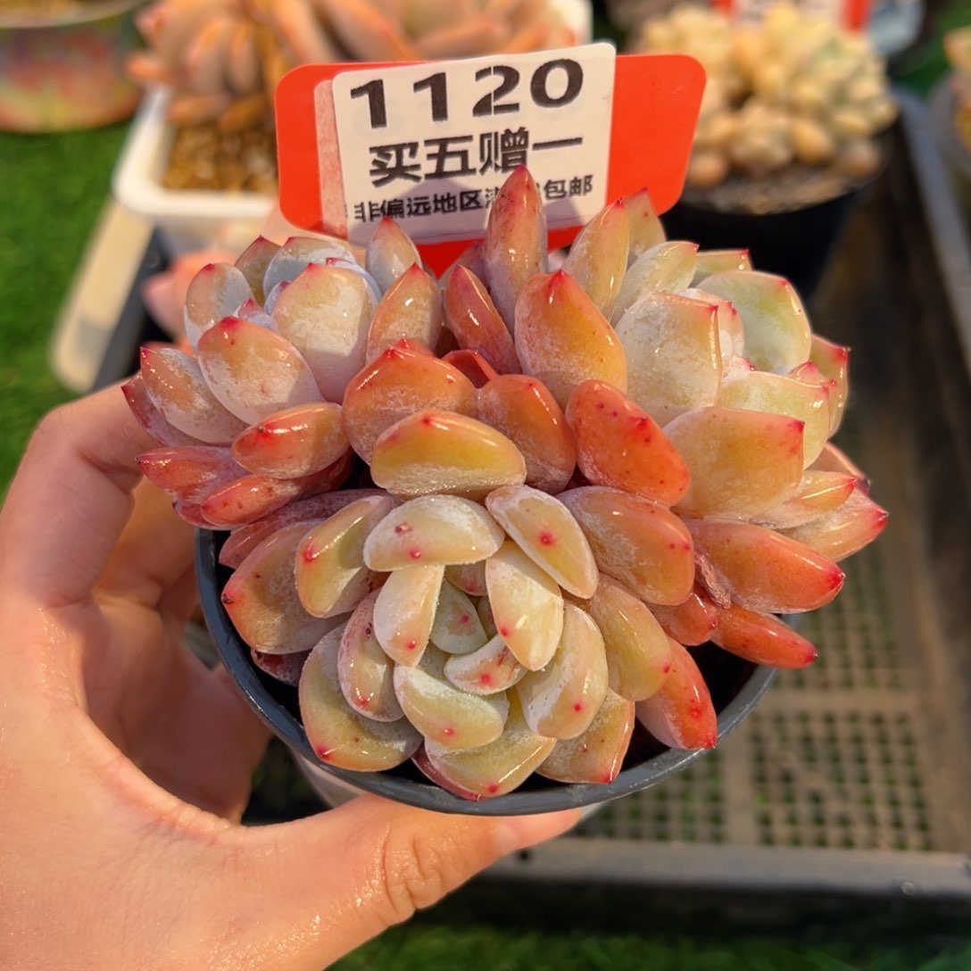 表妹精品多肉1120.