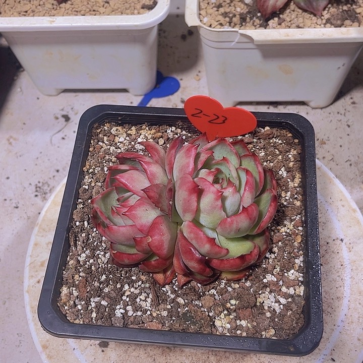 惊鸿仙子多肉植物2-23