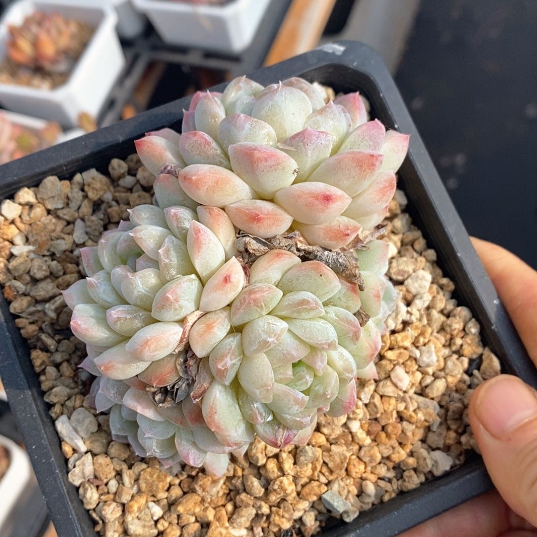 精品多肉一物一拍不包整163