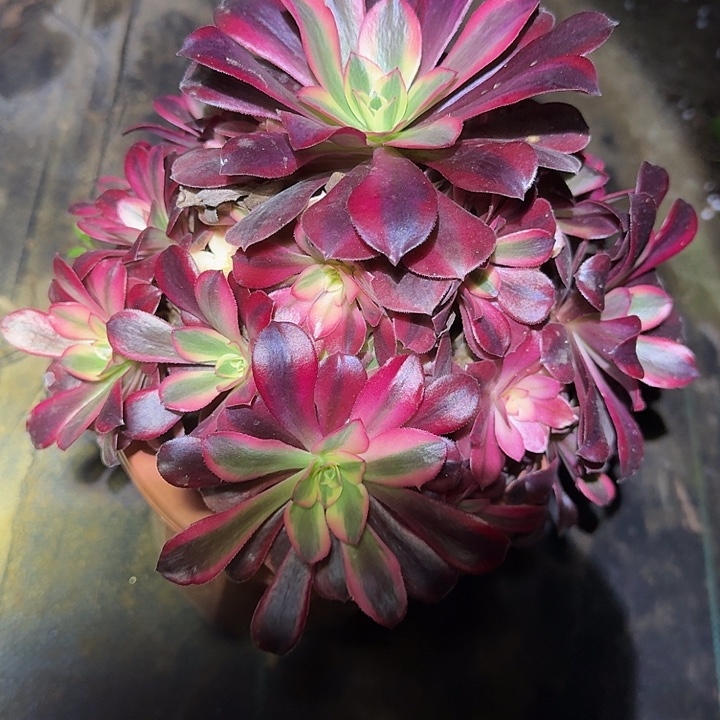 精品美杜莎捧花特价福利50