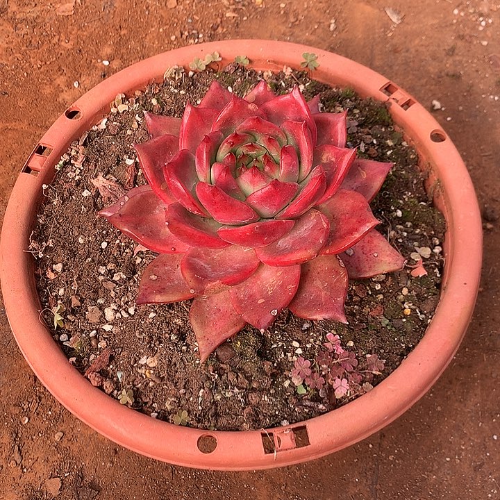 ༺***༻美肉特价活动开始啦