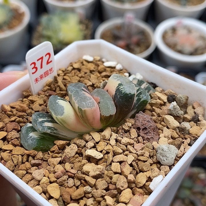 372浮澡玉扇锦一物一拍