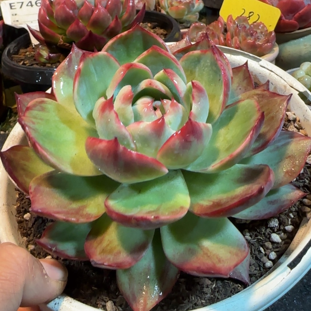 惊鸿一物一拍包装收缩花旱990