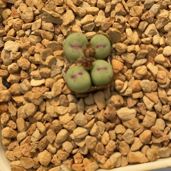 2128贝特芬嘴一群。    