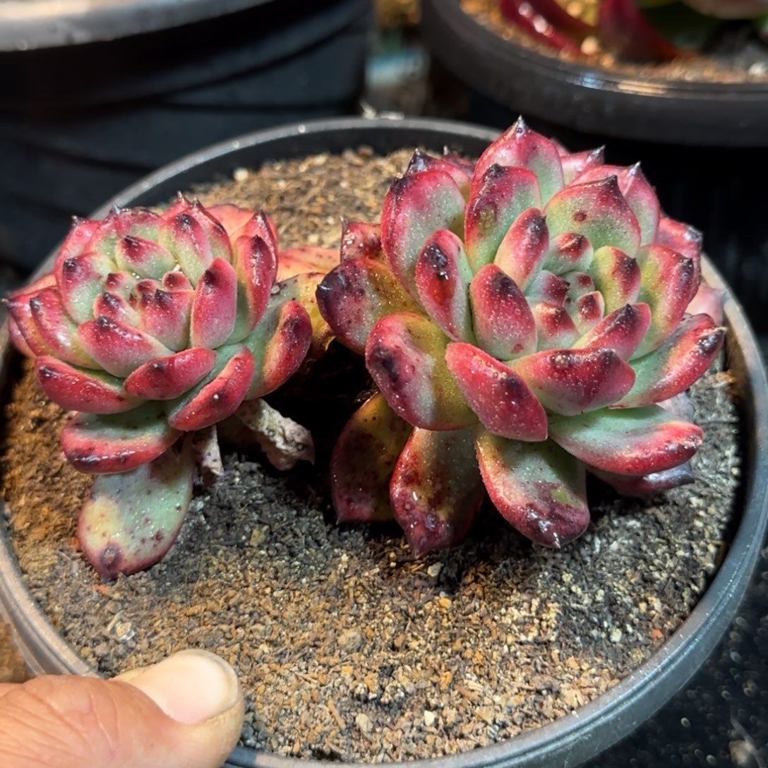 Tm 一物一拍包装收缩花旱