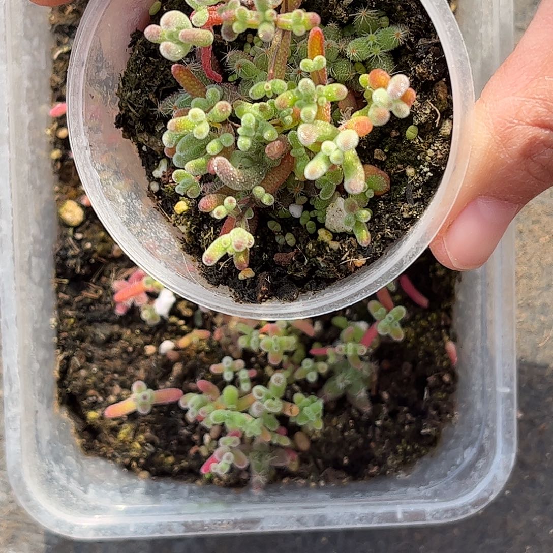 小***圆混播切糕优选枝干