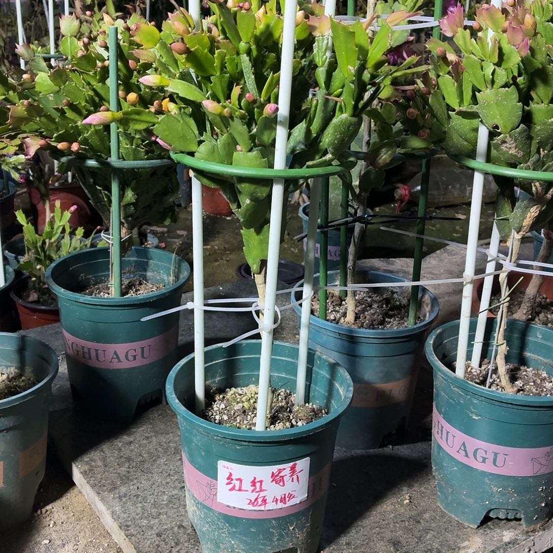无花朵红红花友叶仙嫁接三色