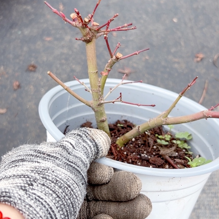王***无花朵枫树……枫树