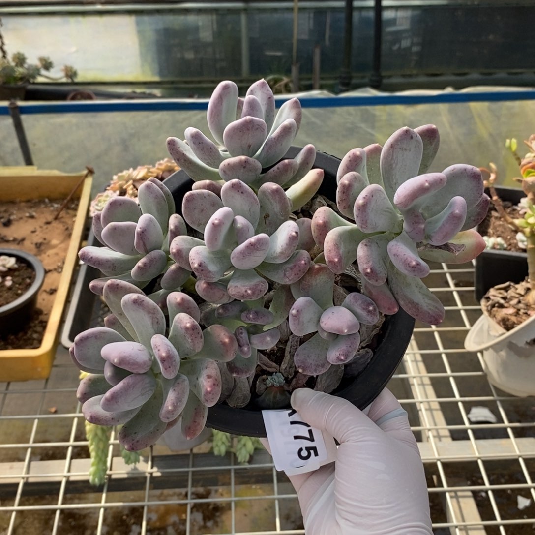 775咖啡美人一物一拍