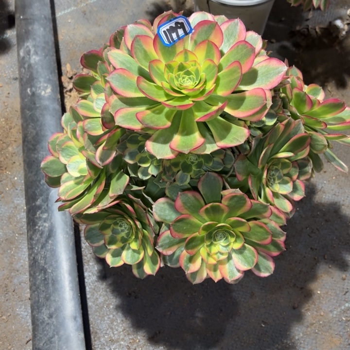 万奶白有断枝1199