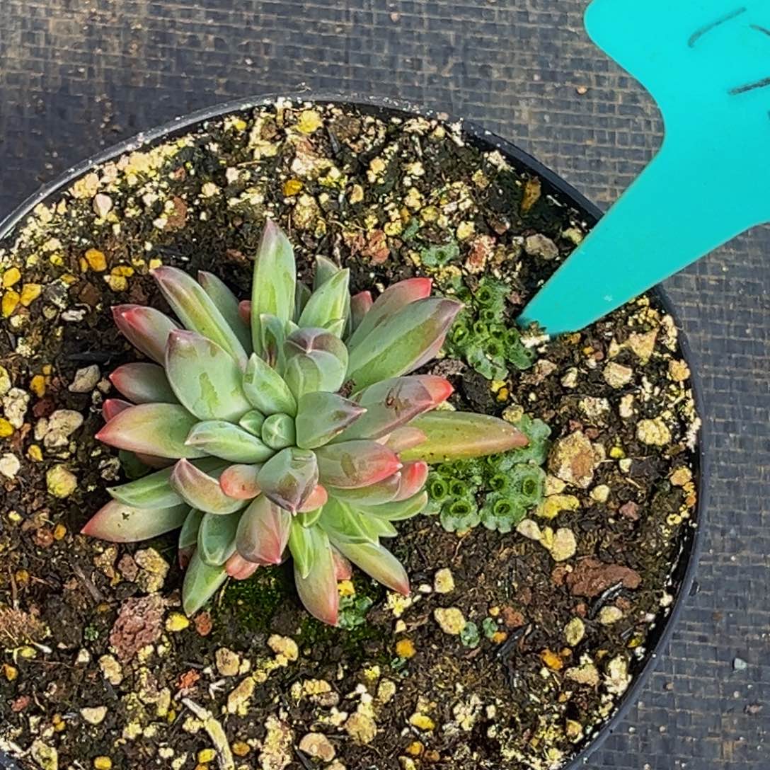 1756号上午多肉植物群生多肉植物