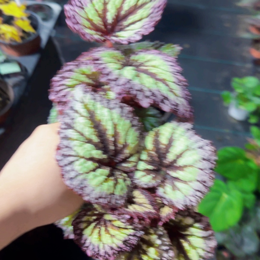 完全开放焰火秋海棠  不包售后