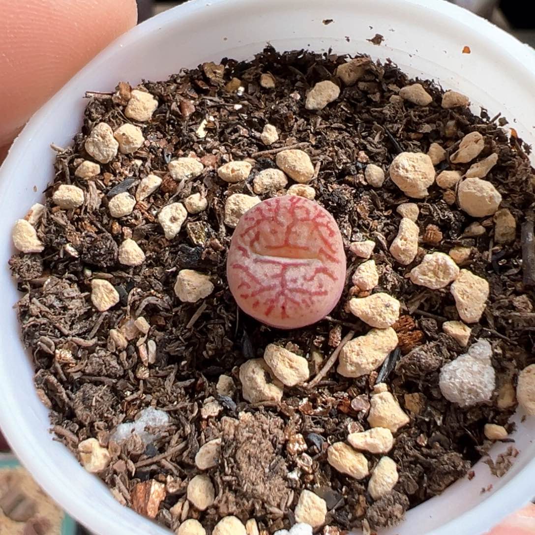 多肉植物205号毛变异