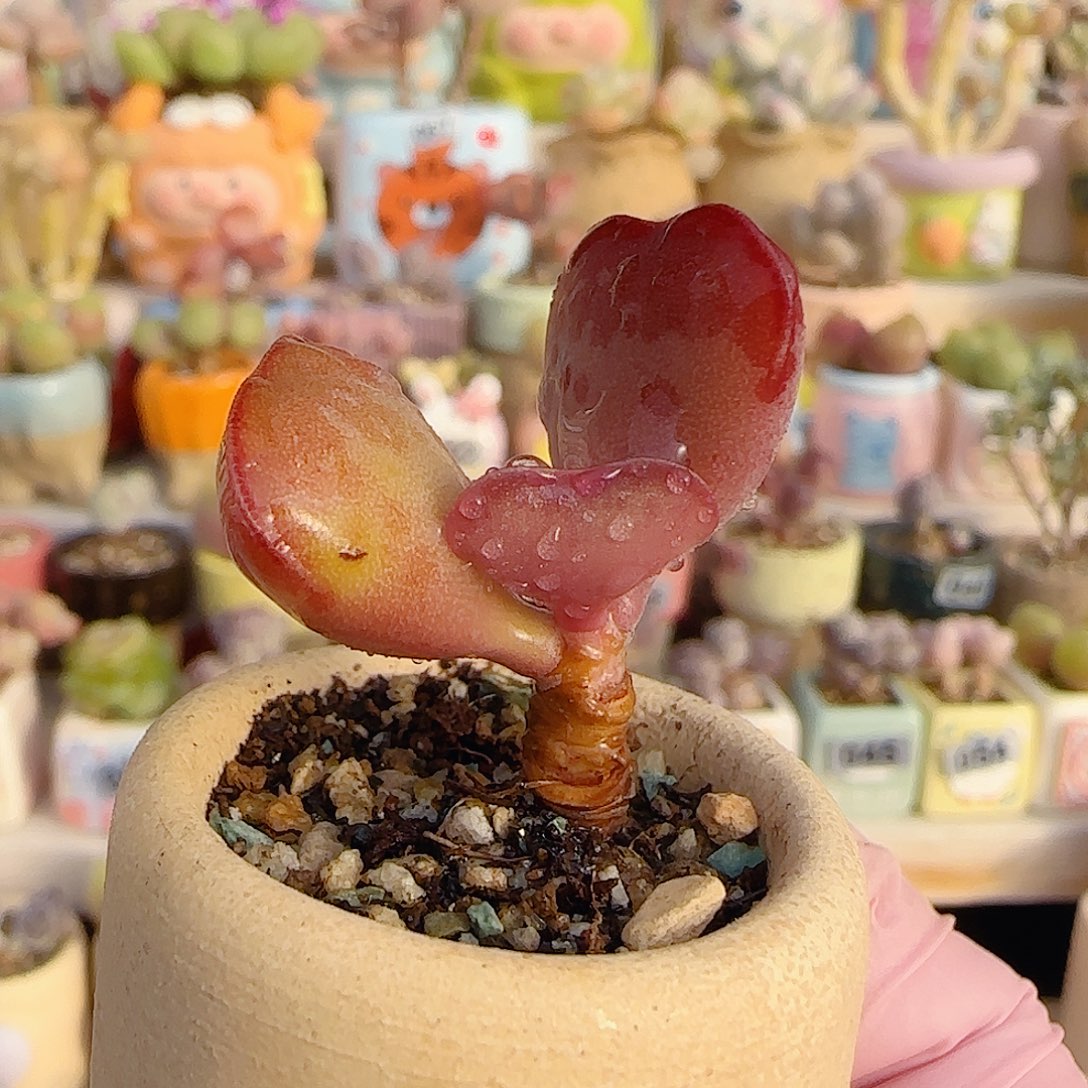 小爱心水泡 喷盆口3cm