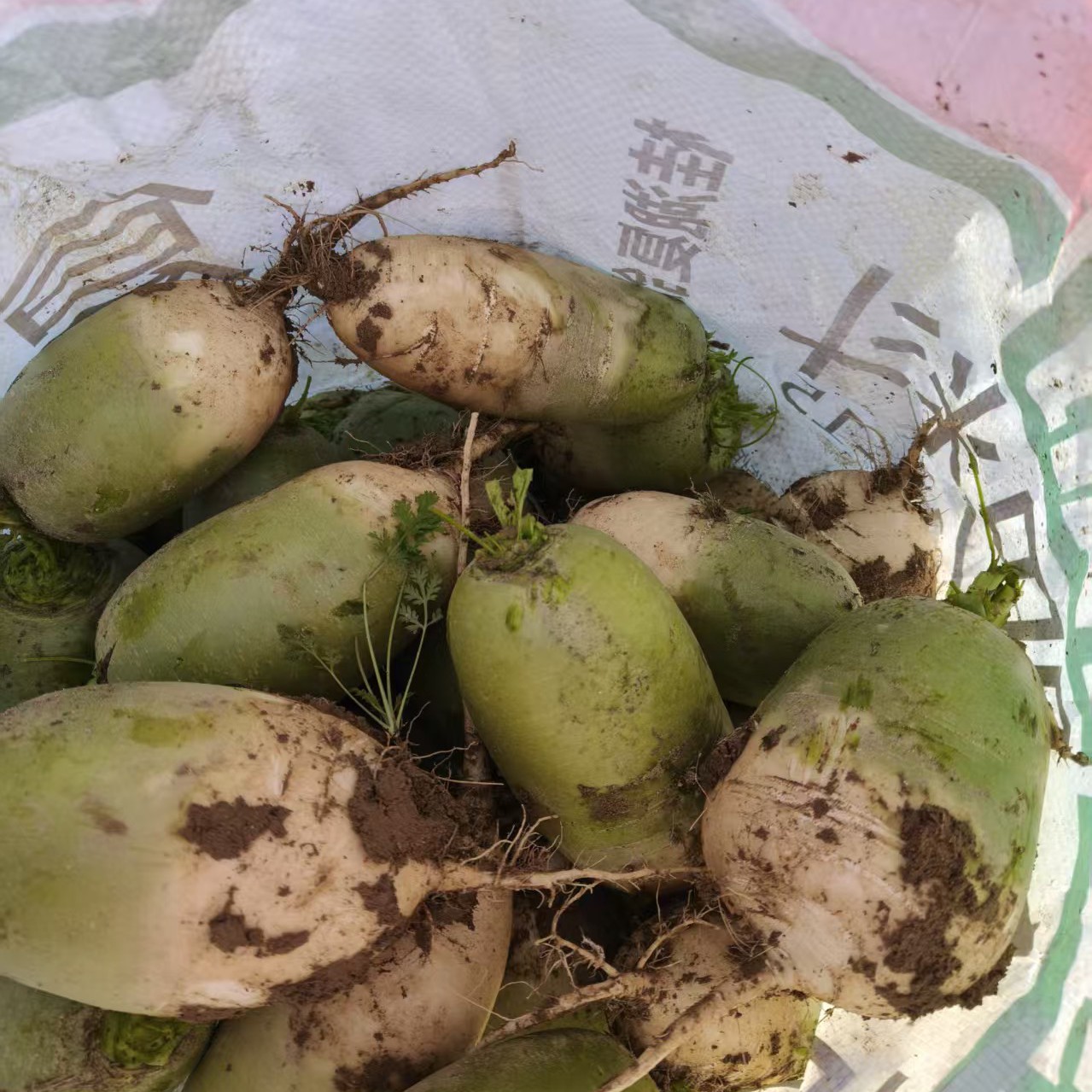 河南沙地青萝卜露天种植霜打老品种新鲜现挖应季农家蔬菜