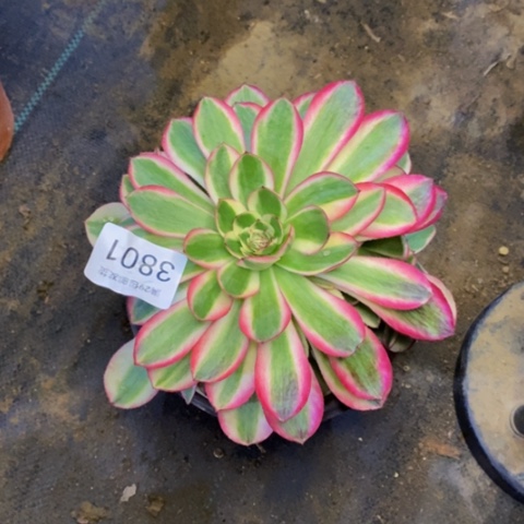 倾城多肉植物3801