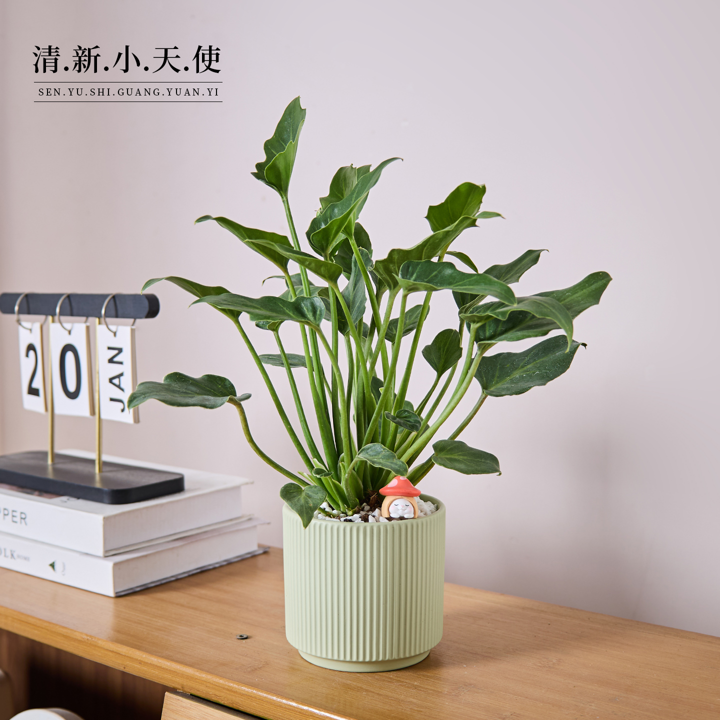 小天使蔓绿绒盆栽办公室内客厅桌面绿植盆景花卉四季常青好养植物