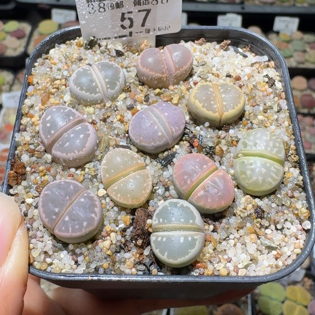 Ssss便宜出了清仓57